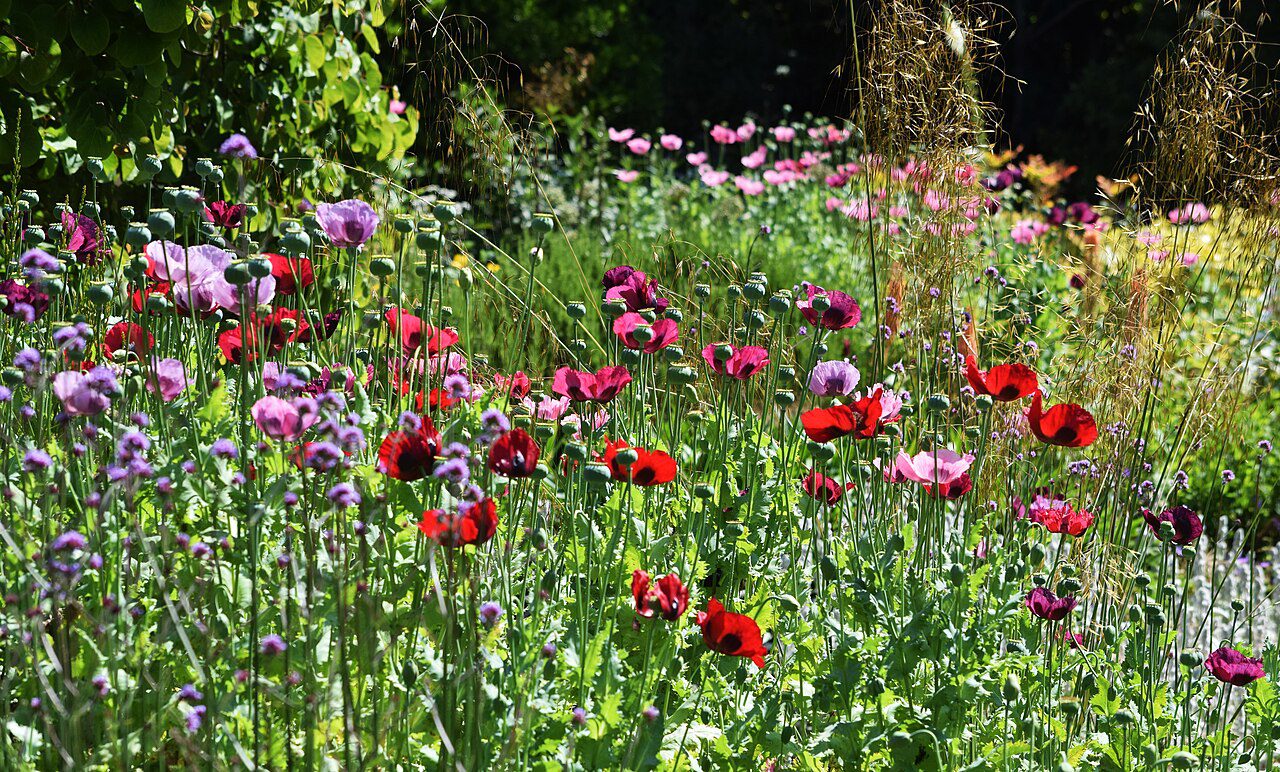 beth chatto gardens - Beth Chatto Gardens - Essex