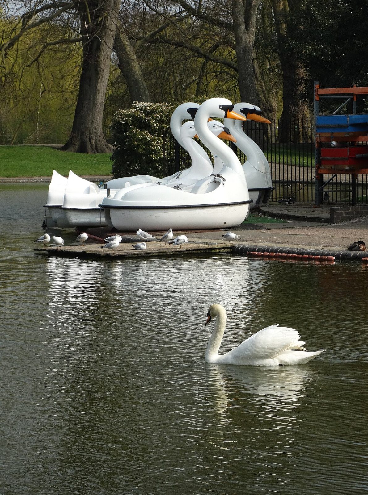 colchester with dogs - Boating lake, Castle Park, Colchester