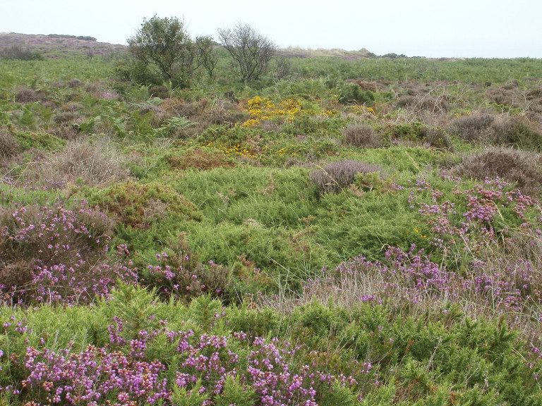 dog friendly days out suffolk - Dunwich Heath July 2010