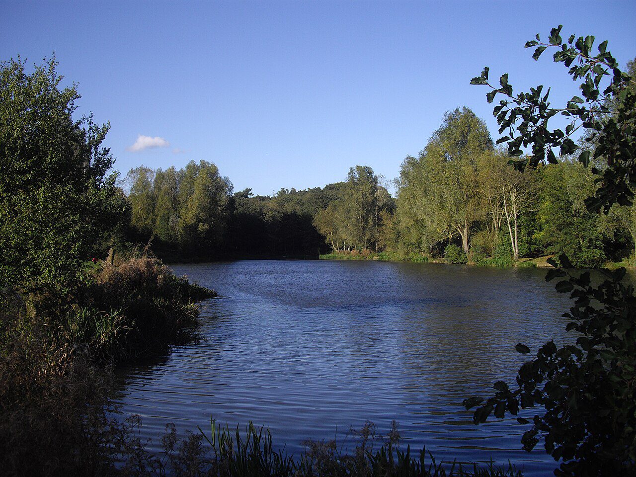 colchester with dogs - Lake in Highwoods Country Park Colchester