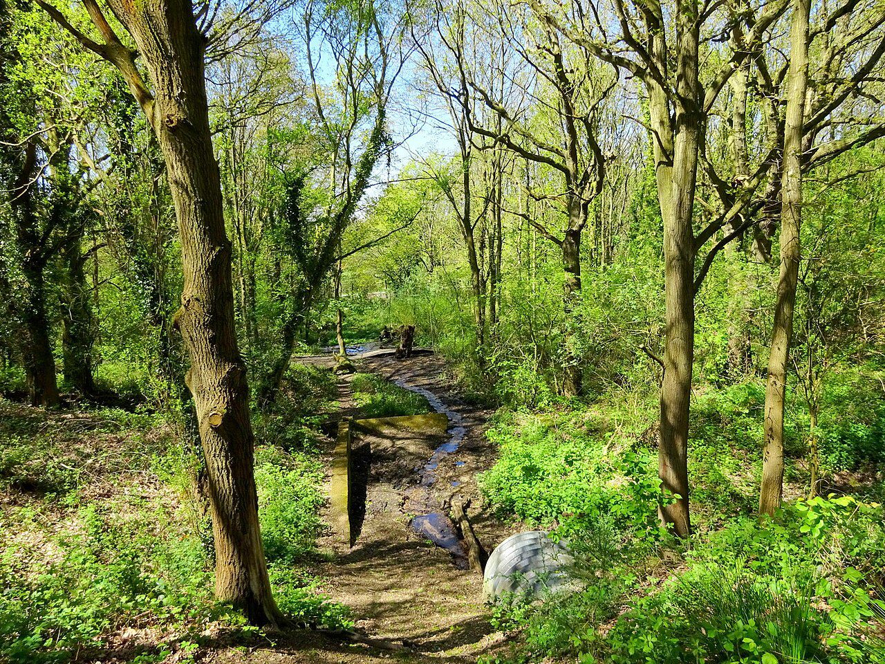 wivenhoe riverside walk - Wivenhoe woods