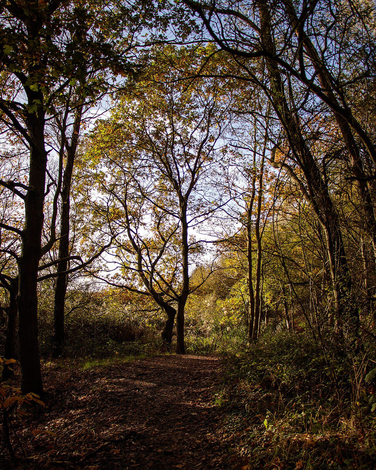 autumn walks essex - Autumn walk, Belhus Woods Country Park