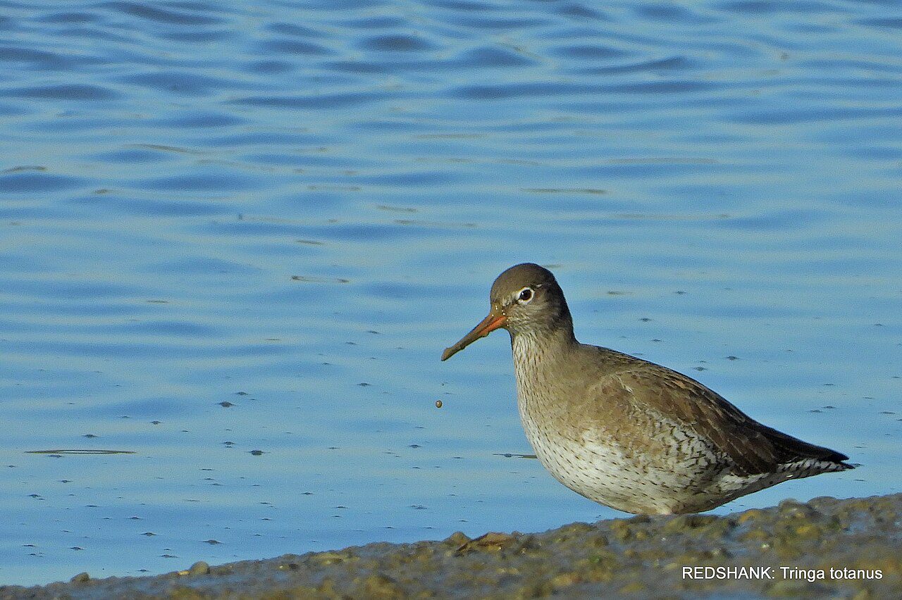 wivenhoe winter - Redshank On the R. Colne (In Explore) - Flickr - pete. ^hwcp