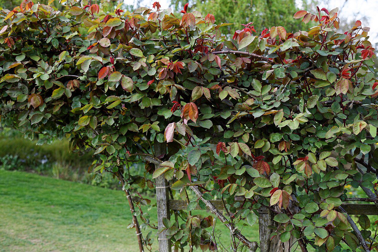 autumn walks essex - Rosa 'Climbing Blessings' at RHS Garden Hyde Hall, Essex, England