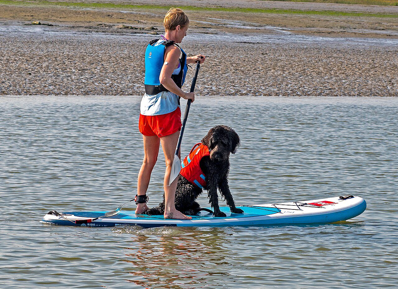 paddle boarding essex - Two Tree Island, Essex Paddle boarding 22nd September 2020 (52240457783)