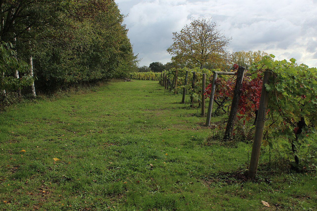 essex vineyard - Vineyard at Carter's Farm