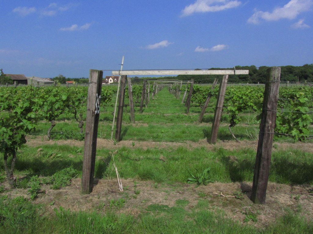 essex vineyard - Vineyard at New Hall, Purleigh, Essex